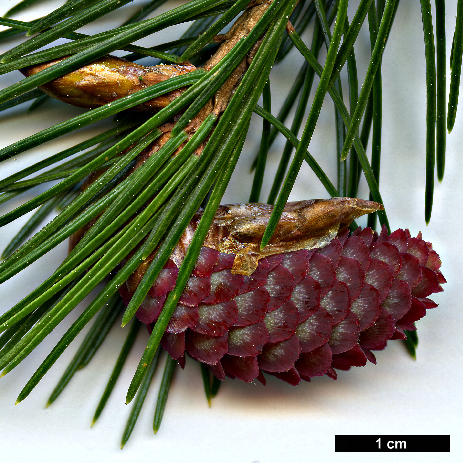 High resolution image: Family: Pinaceae - Genus: Picea - Taxon: spinulosa 